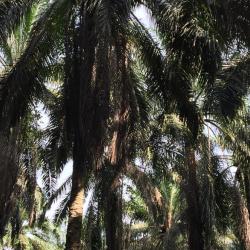 Oil palm