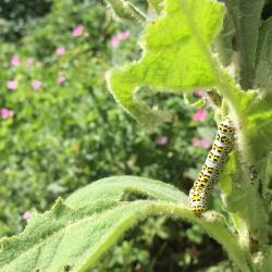Mullein moth caterpillar in a garden