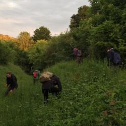 Searching at dusk for larvae. Photo by Ed Turner.
