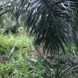 A smallholder oil palm plantation in Malaysia with pineapple inter-cropped throughout and heavy vegetation cover – an example of one type of plantation management