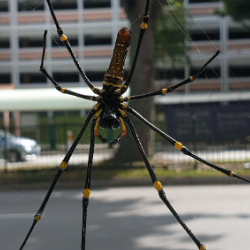 An example of urban wildlife in Singapore – Nephila pilipes