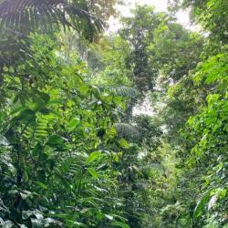 Pipeline Road, where I collect most of my butterflies