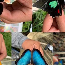 Just a small selection of the butterflies we catch. Each butterfly is photographed so we can refer back to it later in the project.