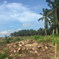 Riparian buffers made of mature palms (seen in the background of this photo) are retained when oil palm plantations are replanted. Do they support biodiversity and ecosystem functions in replanted oil palm landscapes?