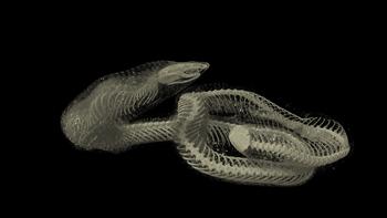 CT scan of a snake - Rhinophis