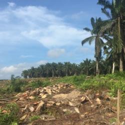 Mature palm buffer that was retained in a replanted oil palm plantation.