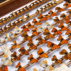 Drawer of butterfly specimens at the University Museum of Zoology, Cambridge