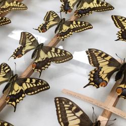 A drawer of swallowtail butterfly specimens at the UMZC. Photograph by Matt Hayes.