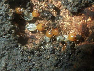 Fungus-farming termites