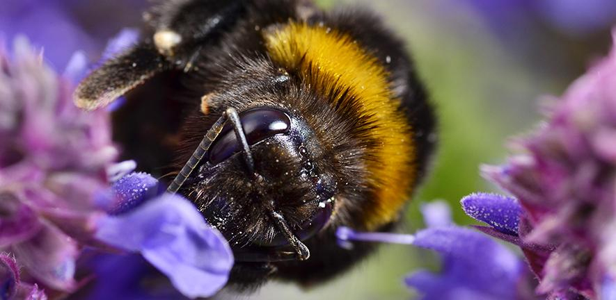 Bumblebee close up
