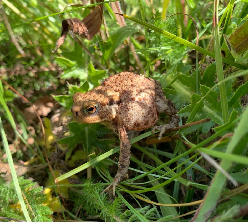 Common toad