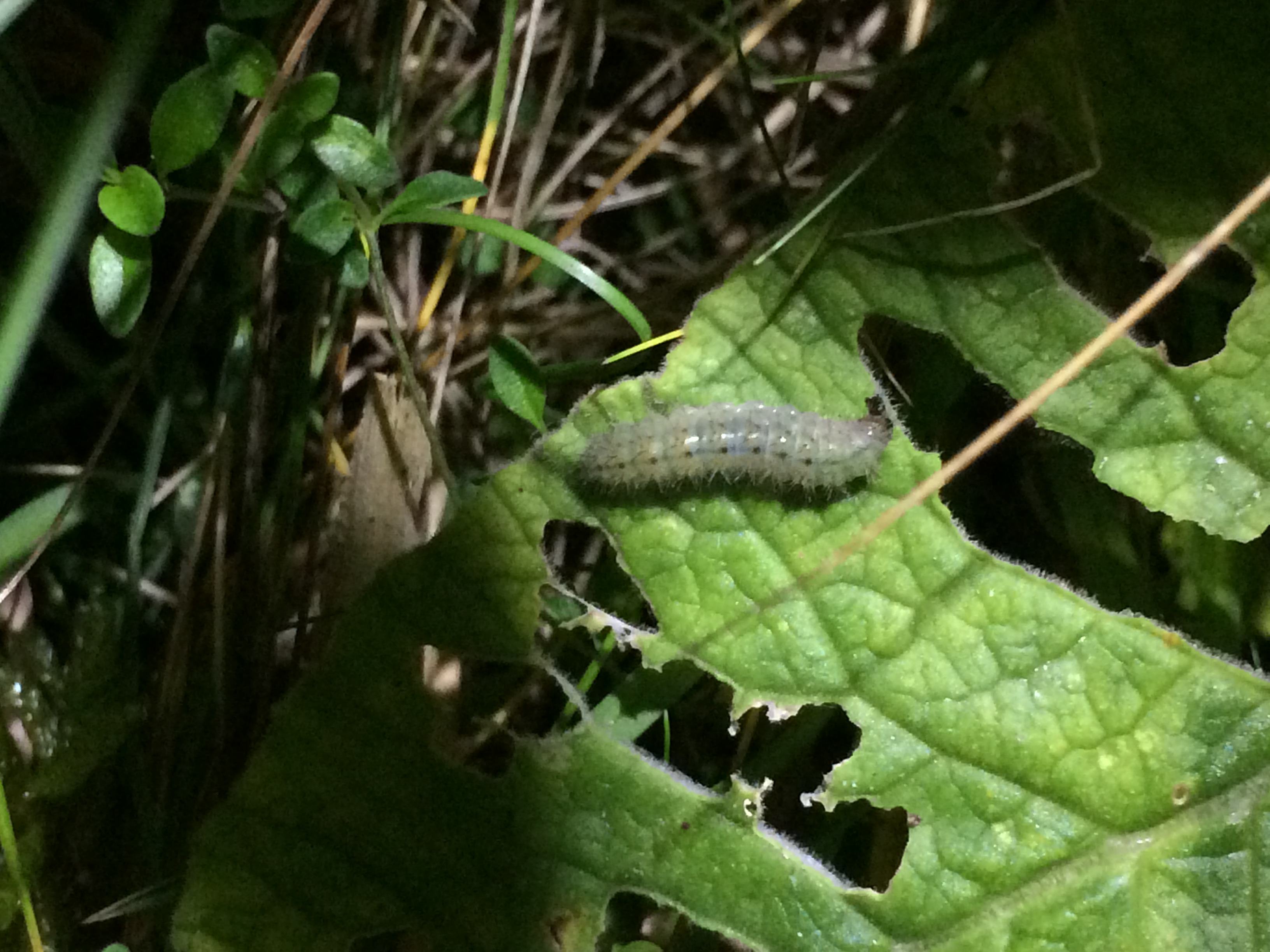 A Duke of Burgundy larva on a primrose leaf. These nocturnal caterpillars are hard to find, and locating the distinctive pattern of damage on primrose and cowslip leaves is the easiest way to determine their presence