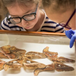 Children looking at a case of moths at the University Museum of Zoology
