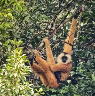 Gibbon