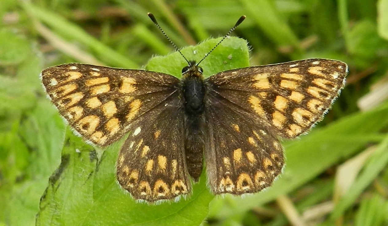 Duke of Burgundy butterfly