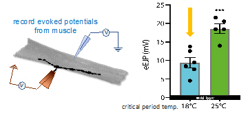 Set-point adjustment at the NMJ. Following 18ºC critical period experience the eEJP (single evoked action potential) amplitude is reduced. A suction electrode (brown) is used to stimulate the nerve axon to induce single eEJPs, the amplitude of which is re Set-point adjustment at the NMJ. Following 18ºC critical period experience the eEJP (single evoked action potential) amplitude is reduced. A suction electrode (brown) is used to stimulate the nerve axon to induce single eEJPs, the amplitude of which is re