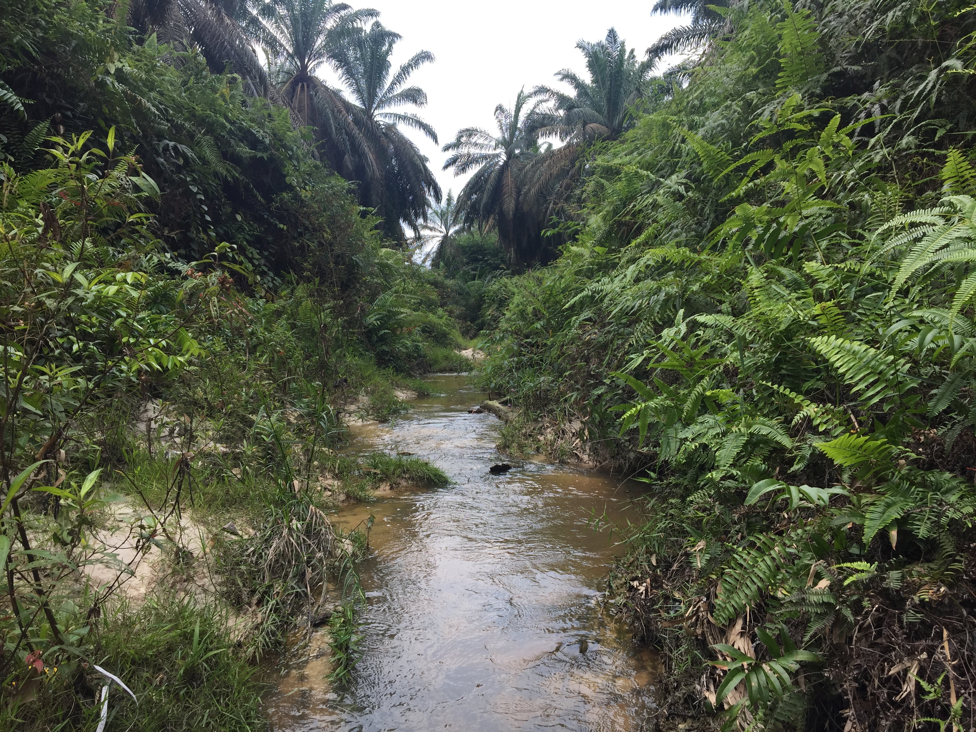 View of a mature palm buffer, taken from the river running through it. View of a mature palm buffer, taken from the river running through it.
