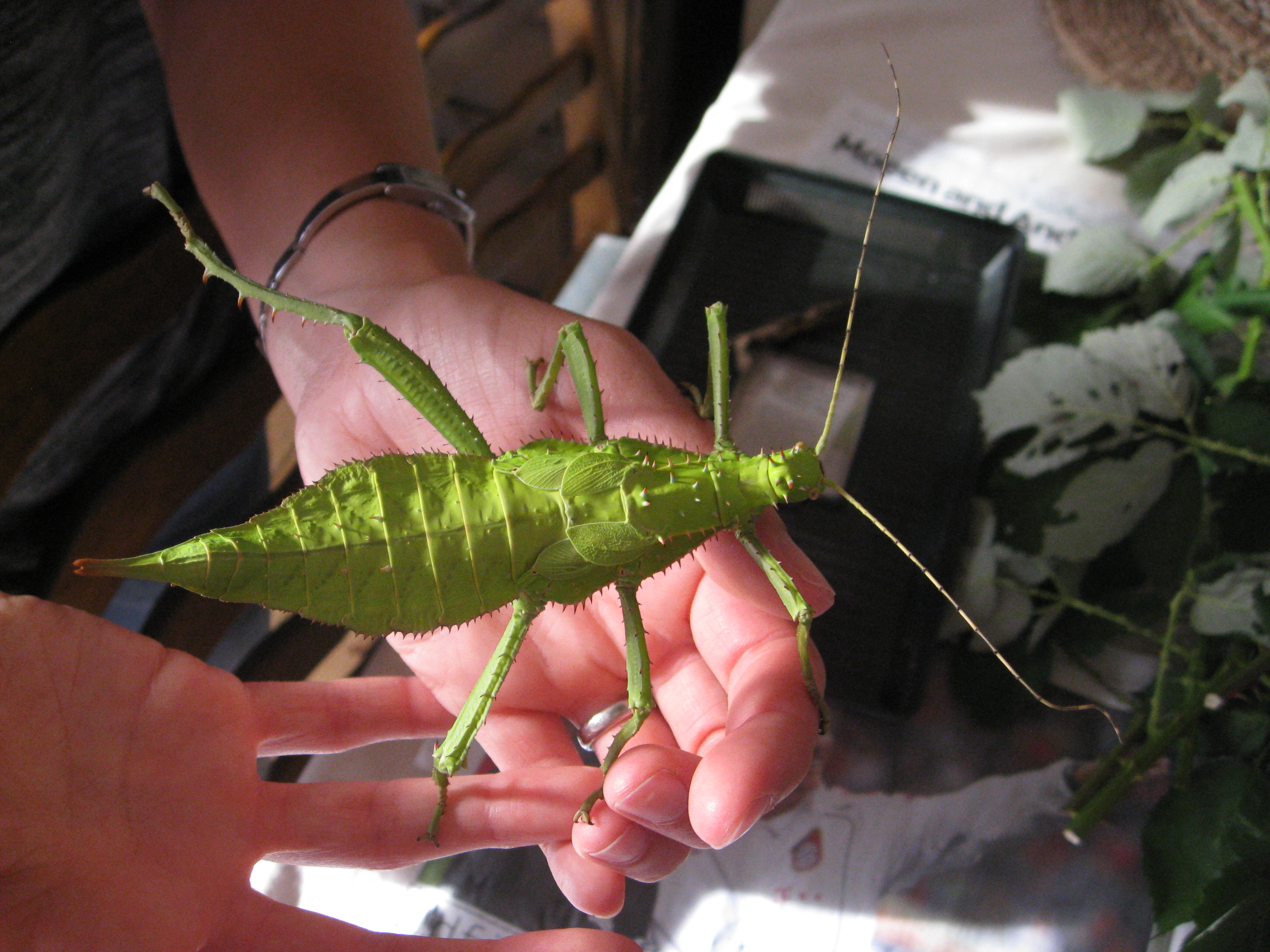 Female Malaysian jungle nymph stick insect