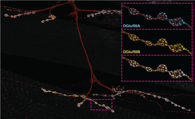 A model synapse to study mechanisms of critical period adjustments A model synapse to study mechanisms of critical period adjustments