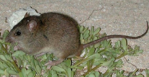 Bramble Cay melomys. Photo: State of Queensland / CC BY 3.0 AU (https://creativecommons.org/licenses/by/3.0/au/deed.en) Bramble Cay melomys