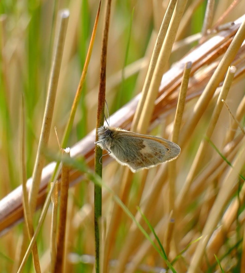 A small heath perched on a stem of grass