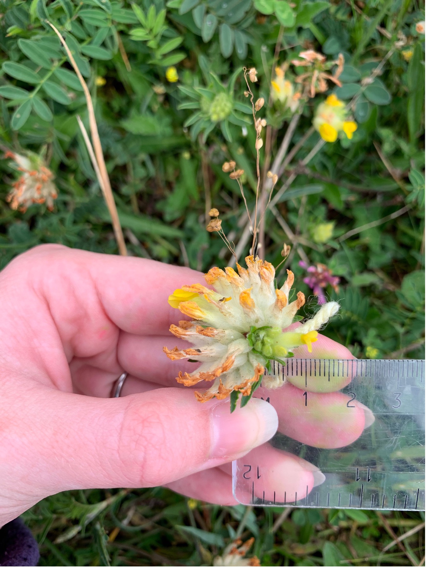 Can you spot the small blue egg on this kidney vetch flower? Can you spot the small blue egg on this kidney vetch flower?