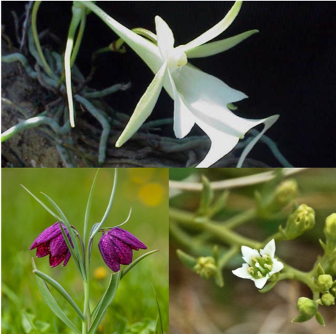 Figure 2: Top: ghost orchid, Left: snake's head fritillary, Right: bastard toadflax. These are all examples of wildflowers that can be found in UK grasslands.