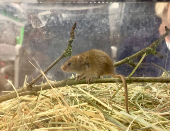 Figure 3: One of the two harvest mice I am currently rearing for release (named Sugar and Spice). At the time of this photograph they were four weeks old.