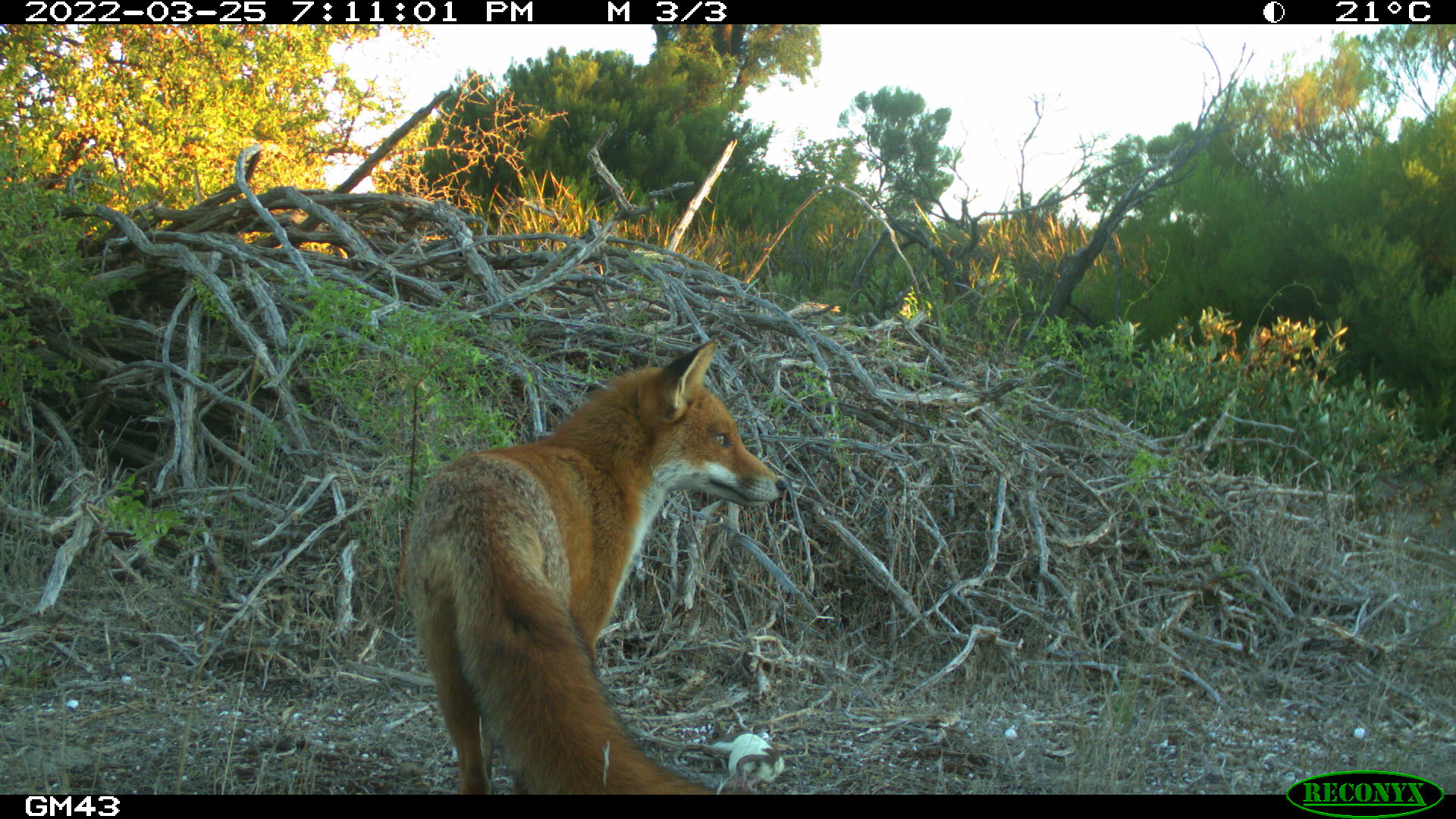 An invasive fox (Vulpes vulpes) and a native little raven (Corvus mellori) caught scavenging at a feeding station by motion-sensing cameras. An invasive fox (Vulpes vulpes) and a native little raven (Corvus mellori) caught scavenging at a feeding station by motion-sensing cameras.