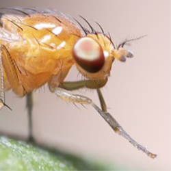 fruit fly image by Macrogiants via Wikimedia Commons