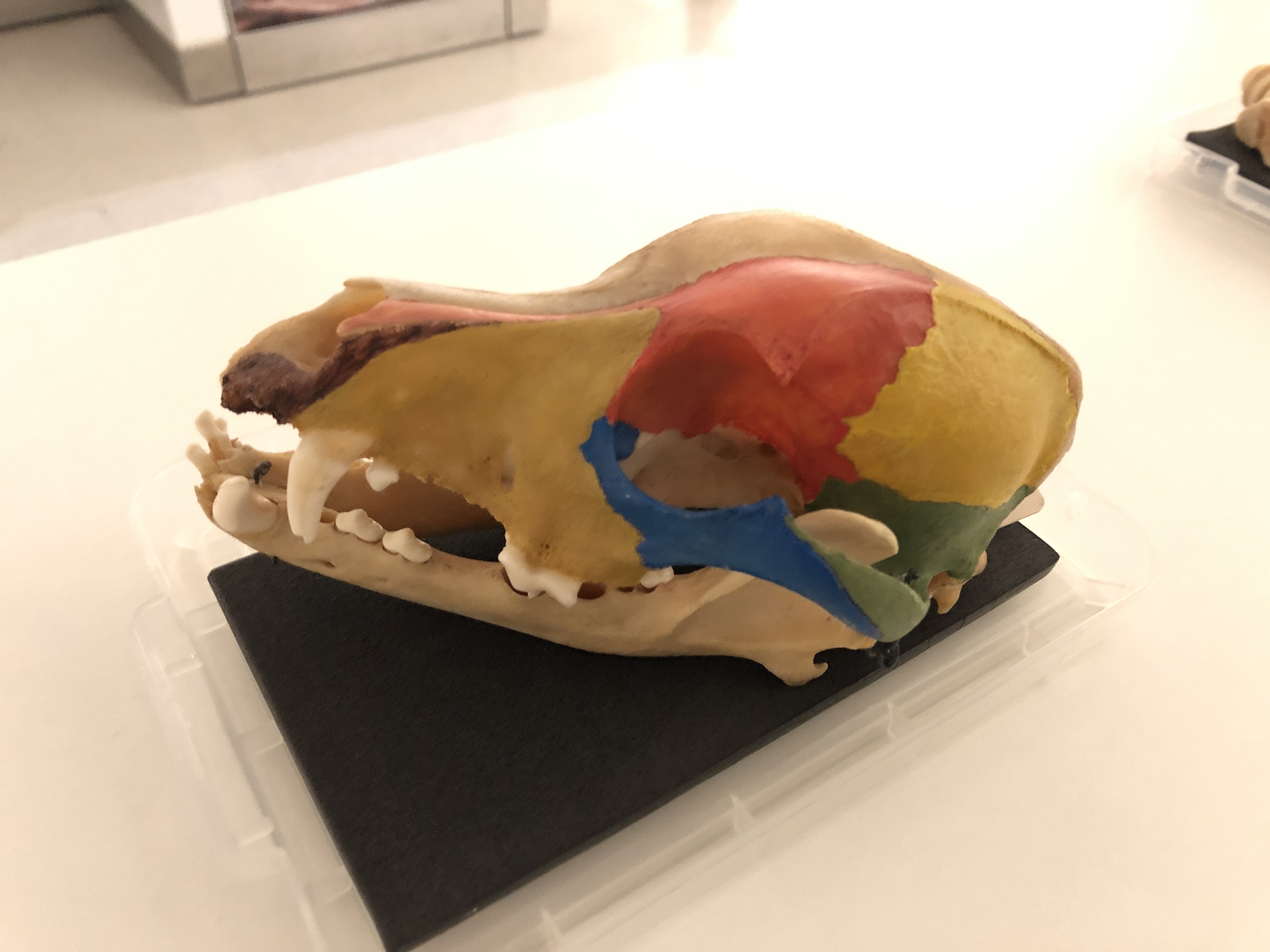 A dog skull from the Museum of Zoology’s handling collection. This one has been painted to help highlight the different bones which make up the skull.