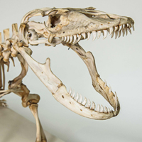 Photo of a Komodo dragon skull