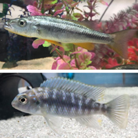Lake Malawi cichlids are famous for their extensive variation in size and shape of the body, craniofacial morphology, pigmentation patterns, behaviour and many other traits. Lake Malawi cichlids are famous for their extensive variation in size and shape of the body, craniofacial morphology, pigmentation patterns, behaviour and many other traits.