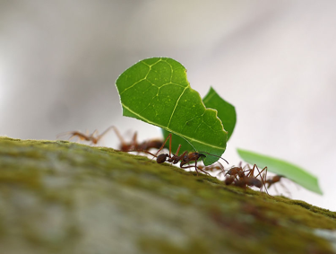 Leafcutter ants