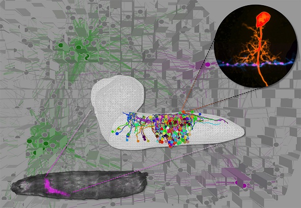 Mechanisms for developing stable networks