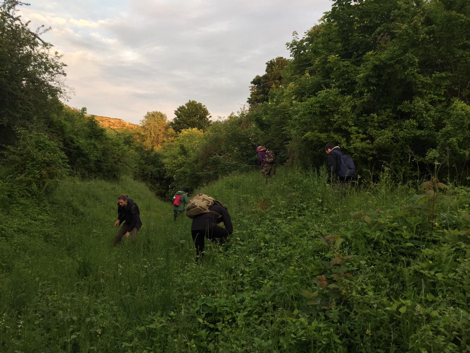Searching at dusk for larvae