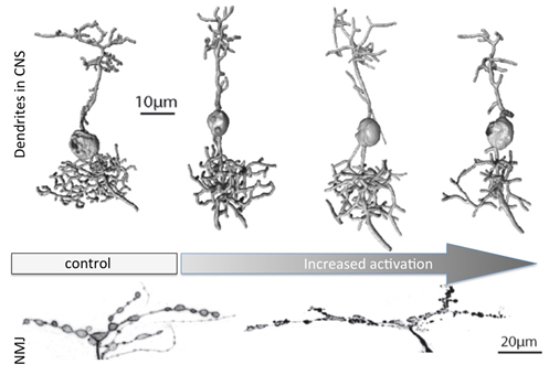Top: 3D reconstructions of aCC motoneurons from control and after progressive over-activation, leading to progressively smaller dendritic arbors. Below: the opposite growth phenotype (more but smaller boutons) occurs in the periphery at the neuromuscular Top: 3D reconstructions of aCC motoneurons from control and after progressive over-activation, leading to progressively smaller dendritic arbors. Below: the opposite growth phenotype (more but smaller boutons) occurs in the periphery at the neuromuscular
