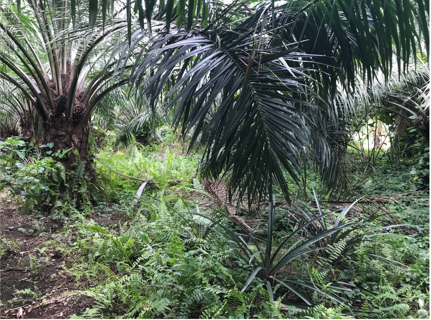 A smallholder oil palm plantation in Malaysia with pineapple inter-cropped throughout and heavy vegetation cover – an example of one type of plantation management A smallholder oil palm plantation in Malaysia with pineapple inter-cropped throughout and heavy vegetation cover – an example of one type of plantation management