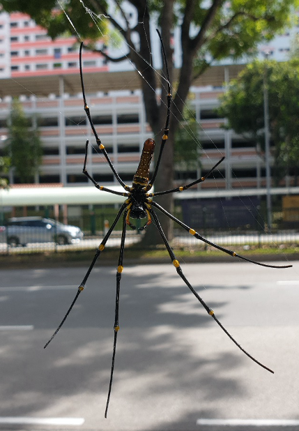 An example of urban wildlife in Singapore – Nephila pilipes An example of urban wildlife in Singapore – Nephila pilipes
