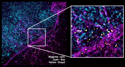 Expansion microscopy (ExM) image of a neuron (magenta) taken on a spinning disk confocal microscope, showing presynaptic specialisations (Brp - cyan) in apposition to postsynaptic sites (Drep2 – yellow). Expansion microscopy (ExM) image of a neuron (magenta) taken on a spinning disk confocal microscope, showing presynaptic specialisations (Brp - cyan) in apposition to postsynaptic sites (Drep2 – yellow).
