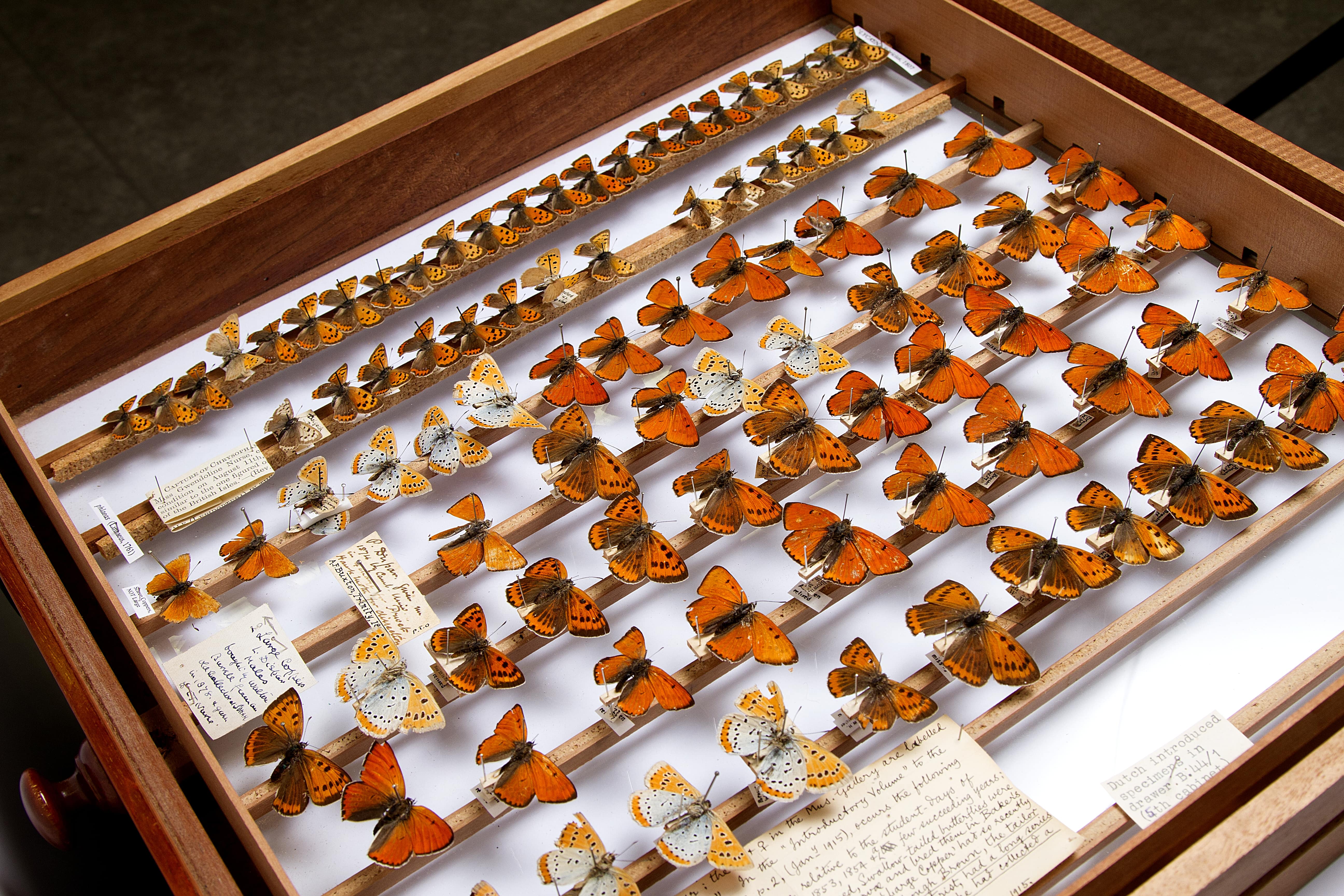 Drawer of butterfly specimens at the University Museum of Zoology, Cambridge Drawer of butterfly specimens at the University Museum of Zoology, Cambridge