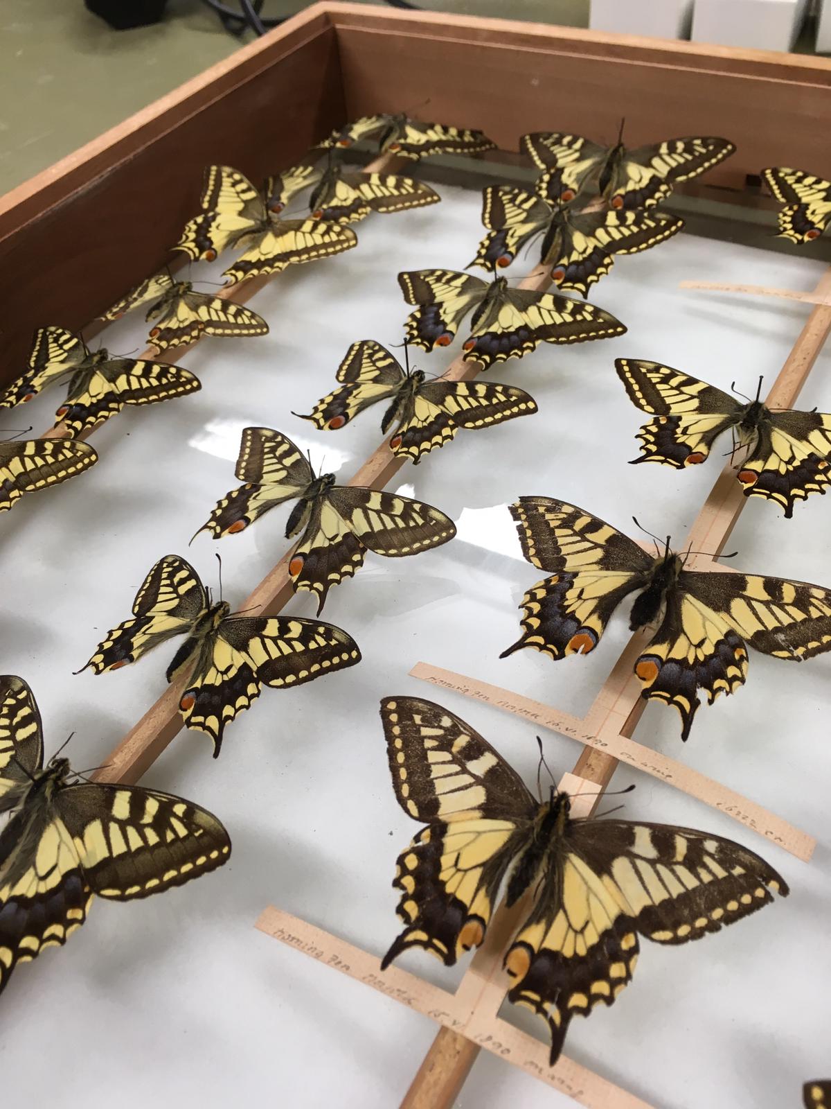 A drawer of swallowtail butterfly specimens at the UMZC. Photograph by Matt Hayes. A drawer of swallowtail butterfly specimens at the UMZC. Photograph by Matt Hayes.