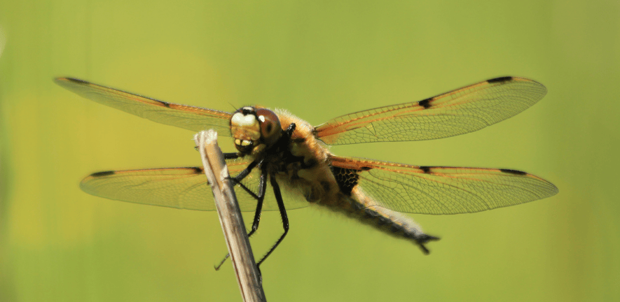 Four spot chaser dragonfly photo by Andrew Bladon