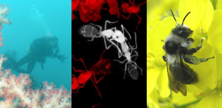 Images: a diver collecting community data on soft corals in Japan; trophallaxis between ants; ashy mining bee visiting oilseed rape flowers (photo: Steven Falk)