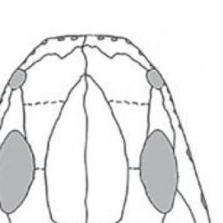 Reconstructed skull and lower jaw of Acherontiscus caledoniae (c) Prof Jenny Clack