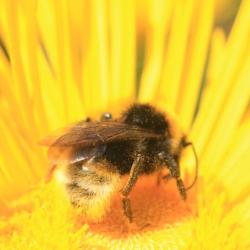 A bee in a yellow flower. Photo by Andrew Bladon