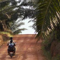 A road through an oil palm plantation in Liberia