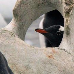 Penguins