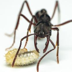 Ant and larvae picture by François Brassard 