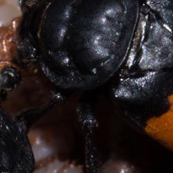 Burying Beetle by Syuan-Jyun Sun
